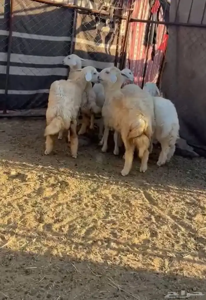 النوع رخال العدد 7 بفحلها 2