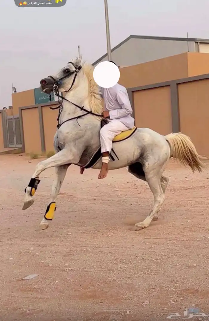 حصان شعبي 1