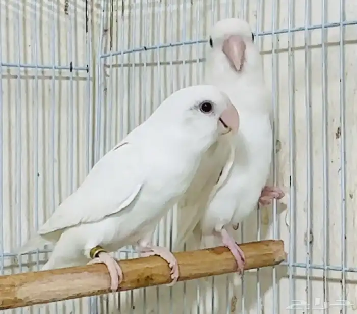 للبيع زوج روز البينو صافي عيون حمر منتج حجم فاخر 4