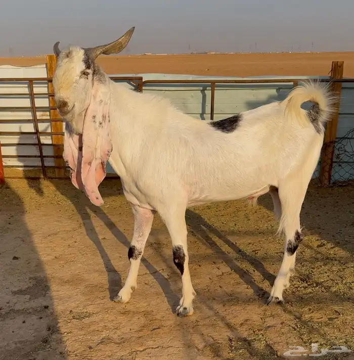 تيس ابيض مطور 2