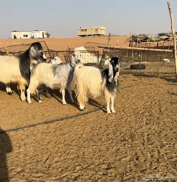 ماعز ربد 0