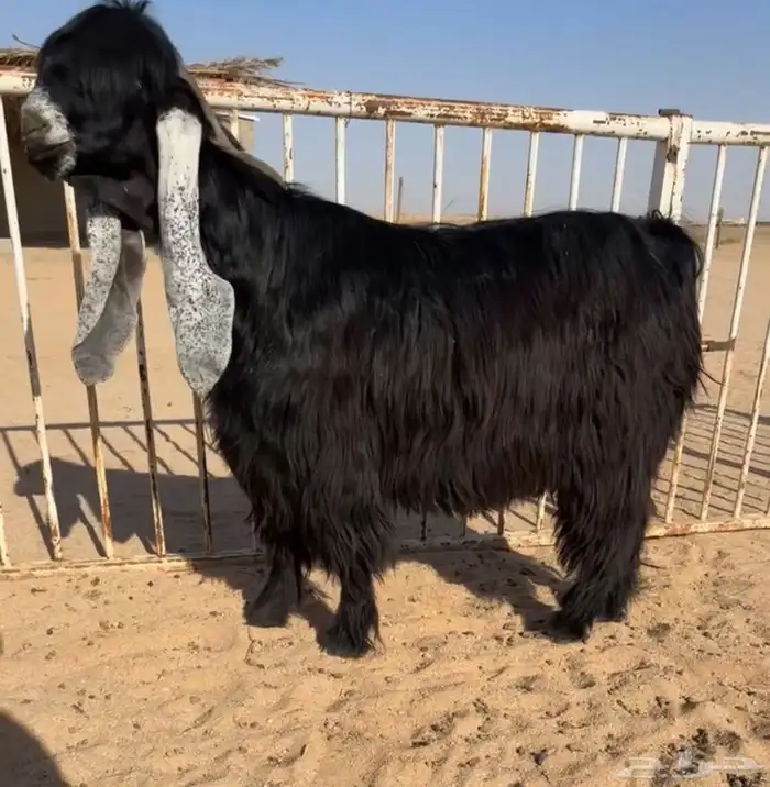 للبيع فحل كفووو راس صعب 0