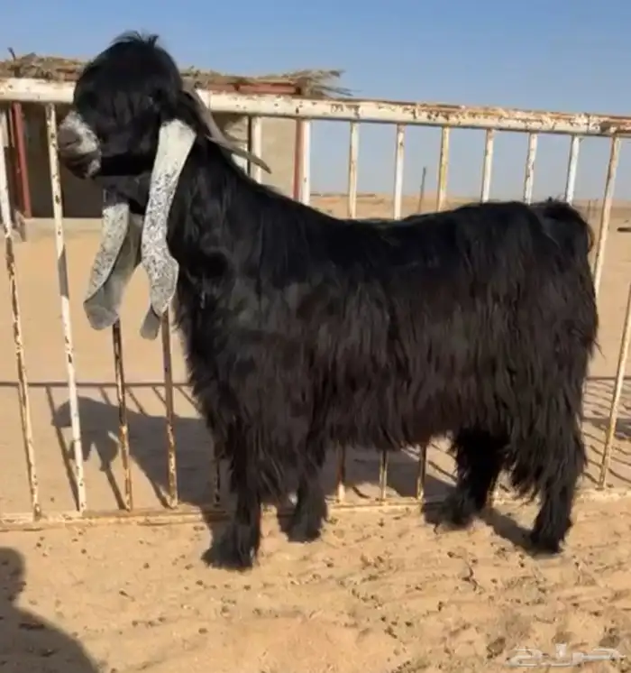 للبيع فحل كفووو راس صعب 2