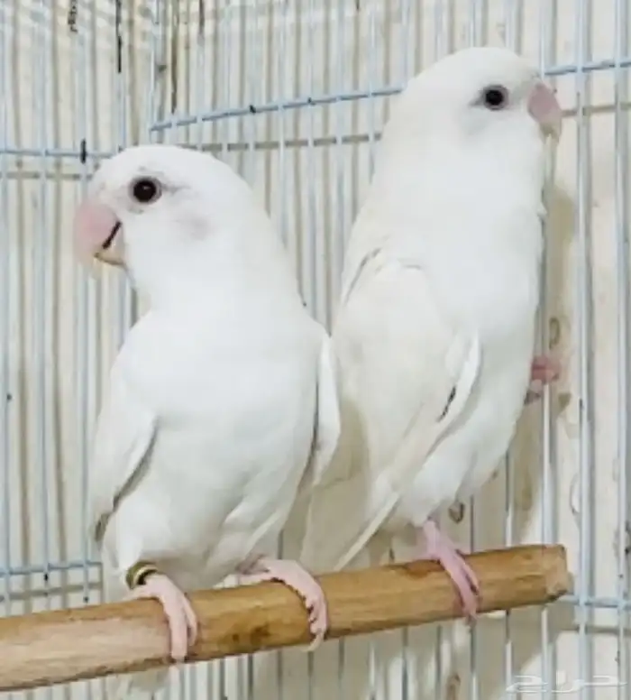 للبيع زوج روز البينو صافي عيون حمر منتج حجم فاخر 2