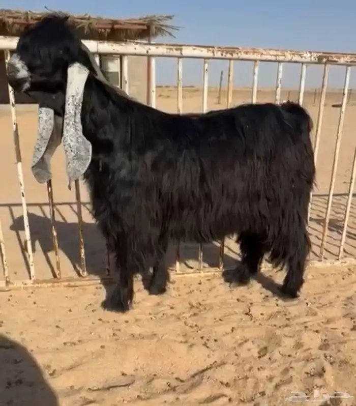 للبيع فحل كفووو راس صعب 1