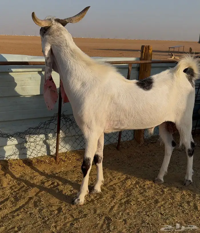 تيس ابيض مطور 1