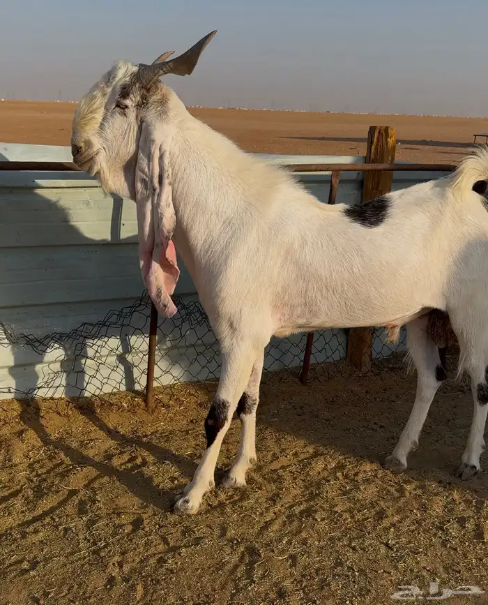 تيس ابيض مطور 4
