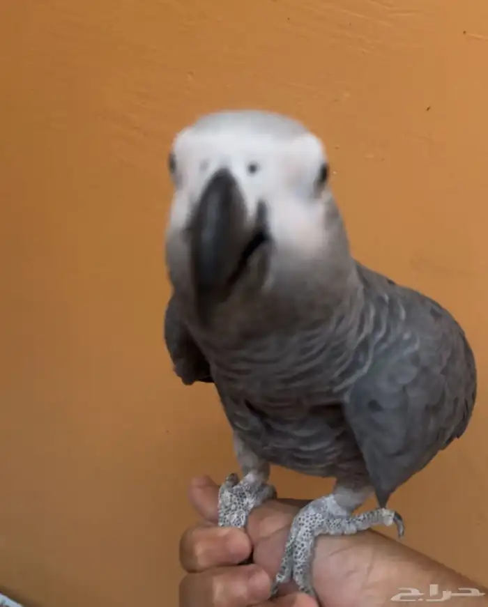 ببغاء كاسكو افريقي 1