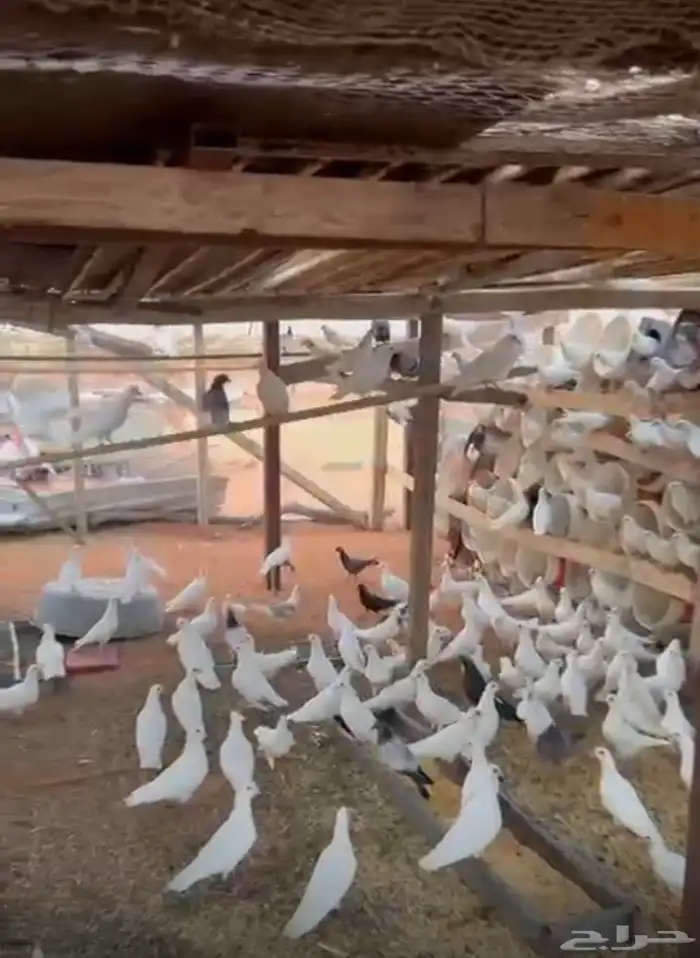 حمام فرنسي للبيع 0