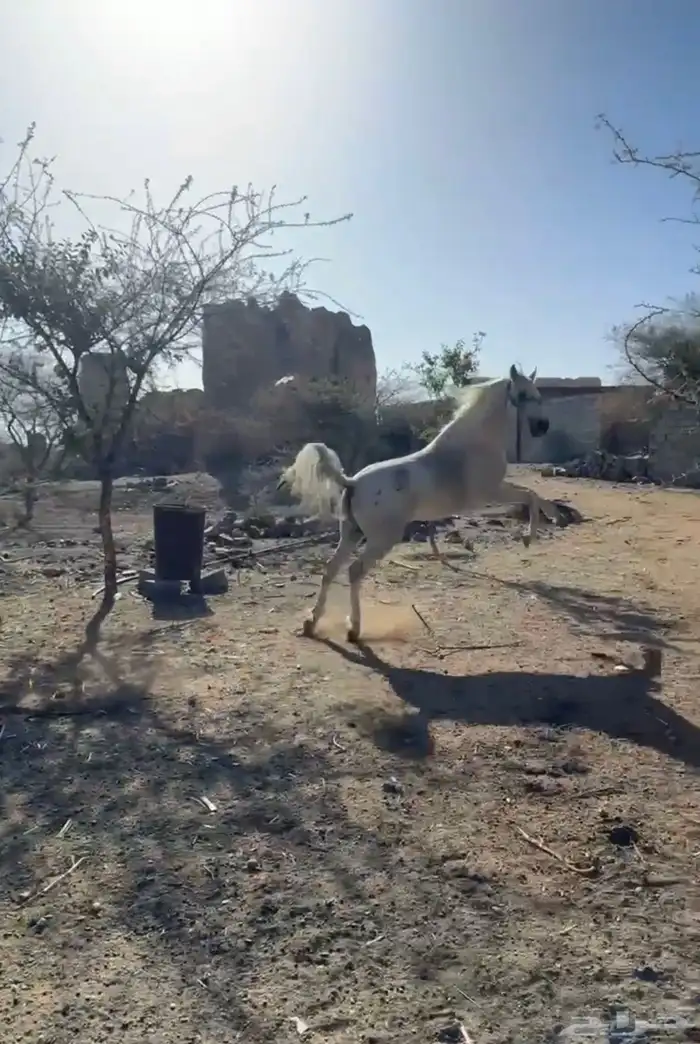 حصان شعبي للبيع 1