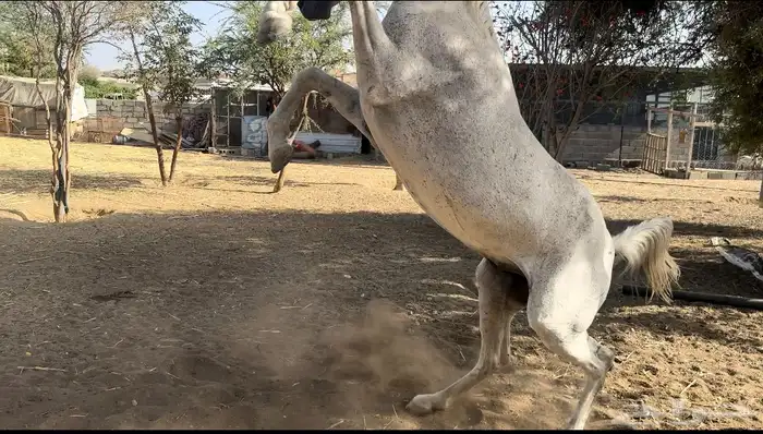 حصان شعبي للبيع 0