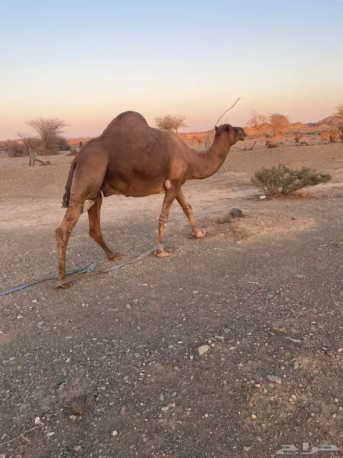 للبيع جمل مشروط 6