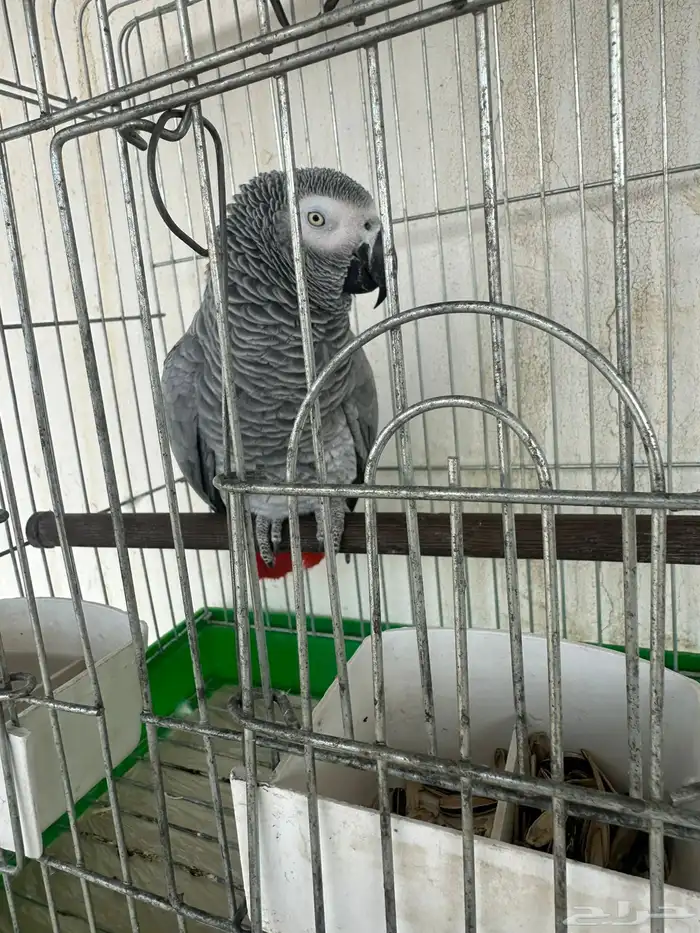 بغبغا كاسكو 1