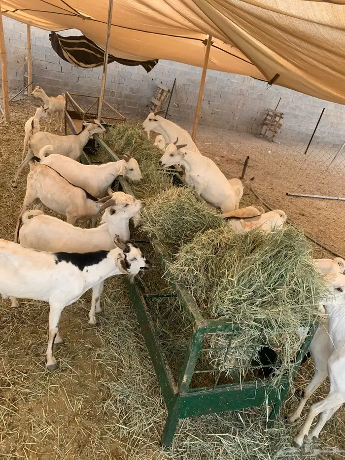 تيوس للبيع جمله وتفريد لحم يبيض وجهك 1