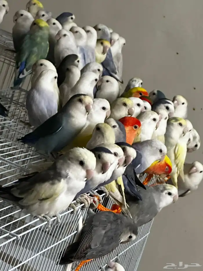 40 جوز روز منتج ( مطير ) 0