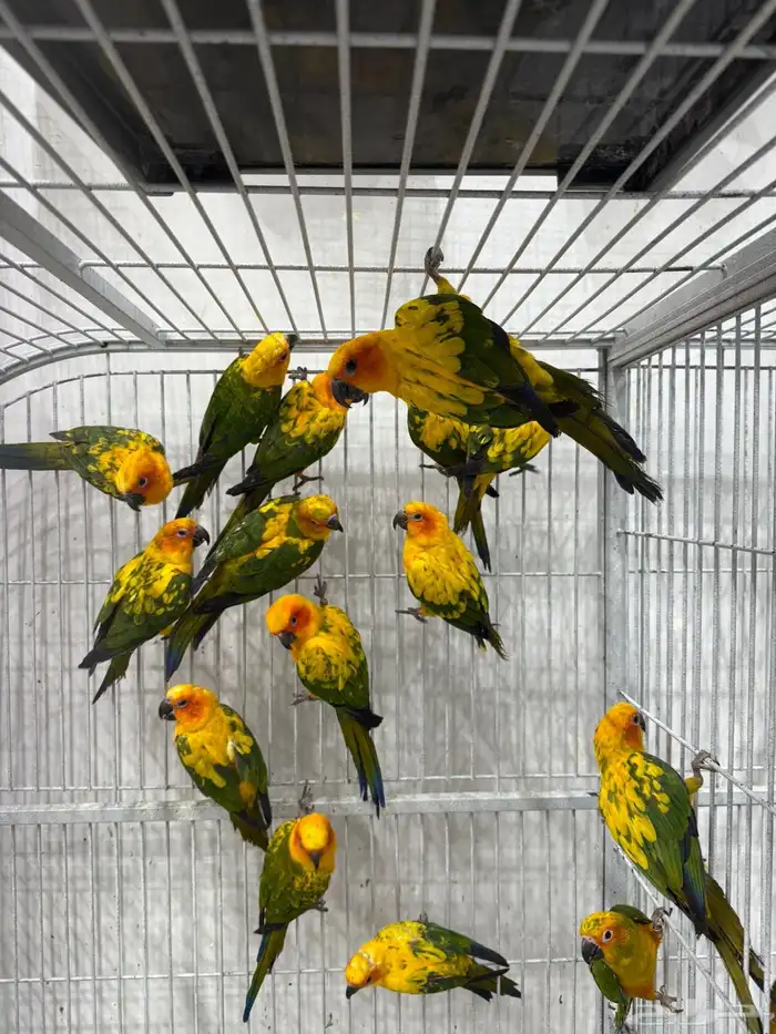 صن كنيور جملة 0