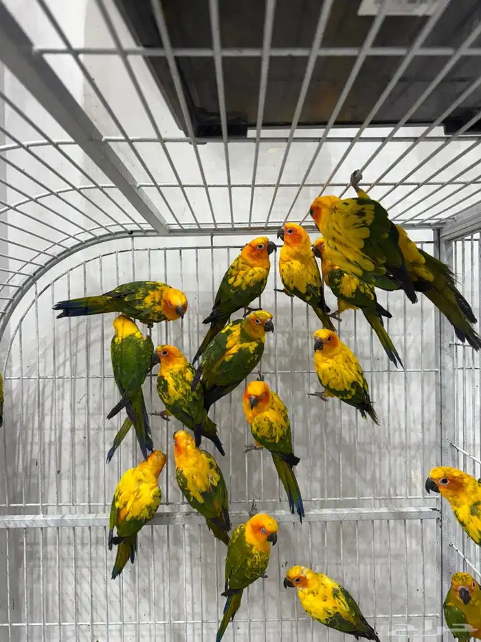 صن كنيور جملة 1