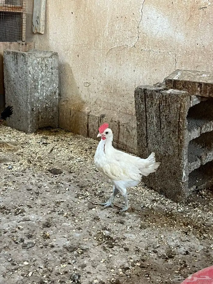 دجاج وديوك بلدي العمر شهرين ونص مطعم نيوكاسل وتنفسي 0