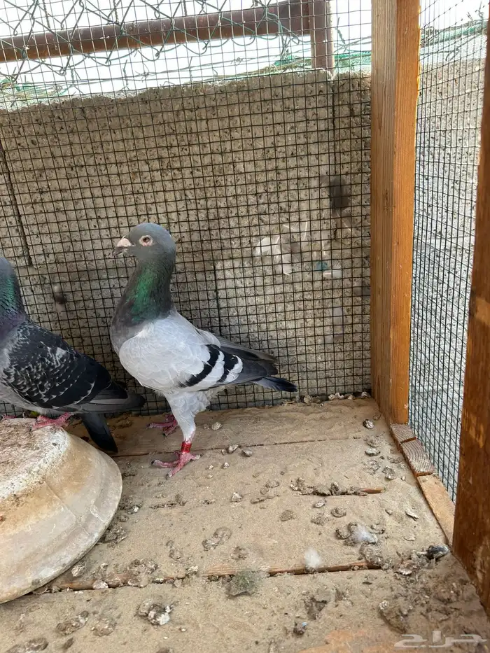 زاجل سباق 1
