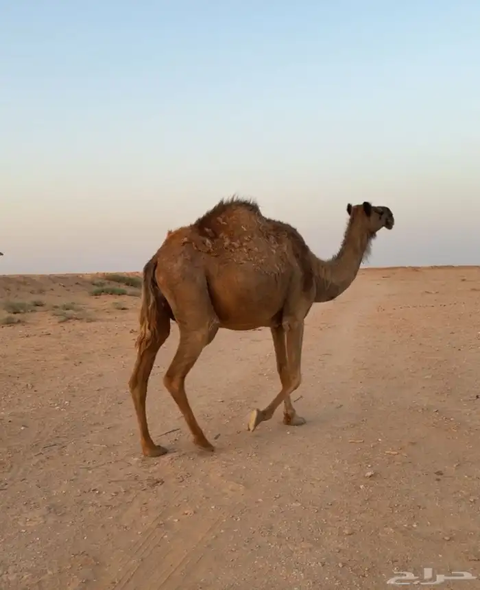 للبيع العشراء 0