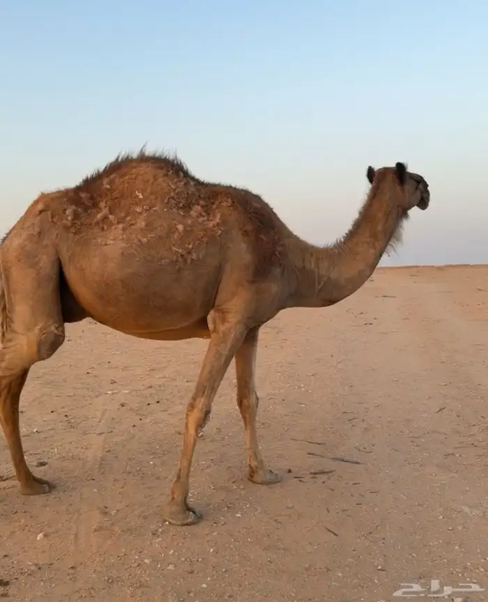 للبيع العشراء 1