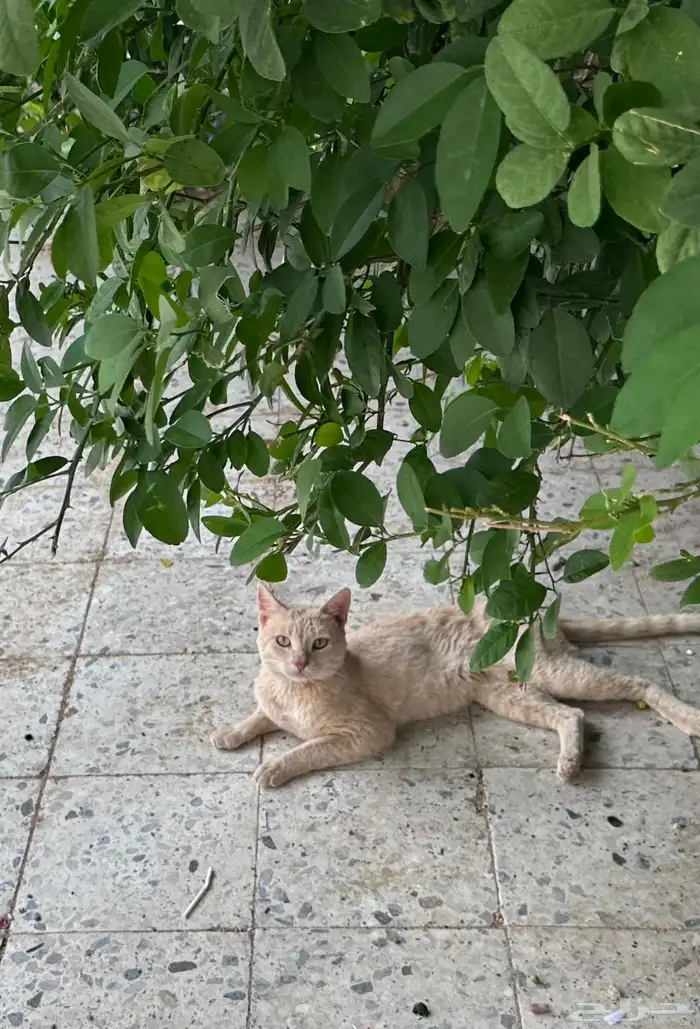 قطه بلديه بلون نادر العمر 6سنوات 2