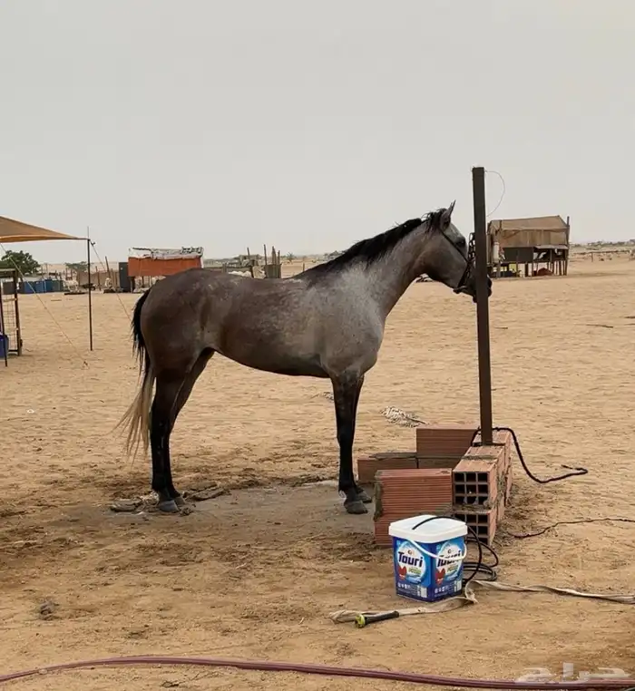 فرس مهره شيخه 3