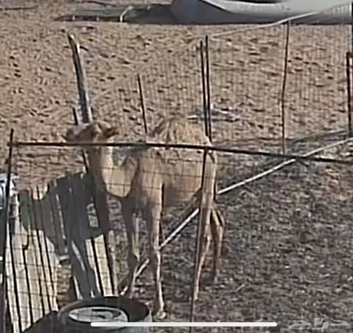 للبيع العشراء 3