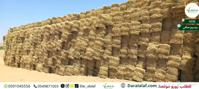 برسيم صافي نخب أول 3