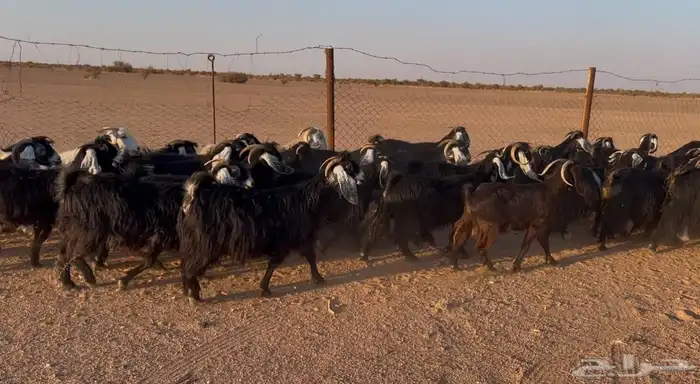 معزا عوارض العدد 40 بالفحل تحتها 2 0