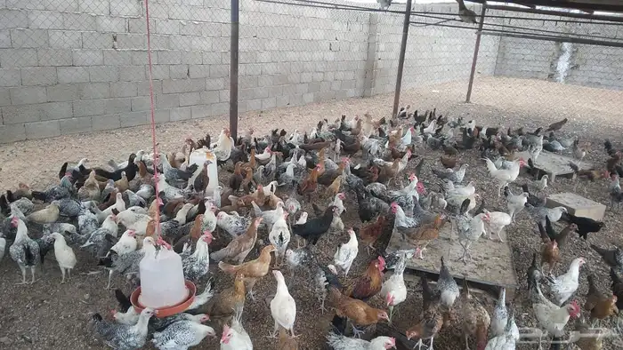 دجاج للبيع 0