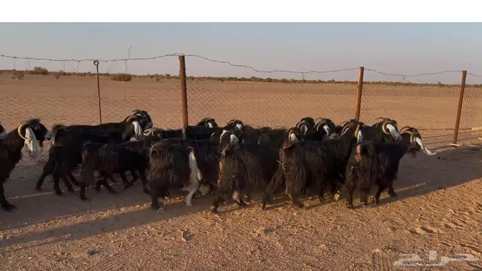 معزا عوارض العدد 40 بالفحل تحتها 2 4