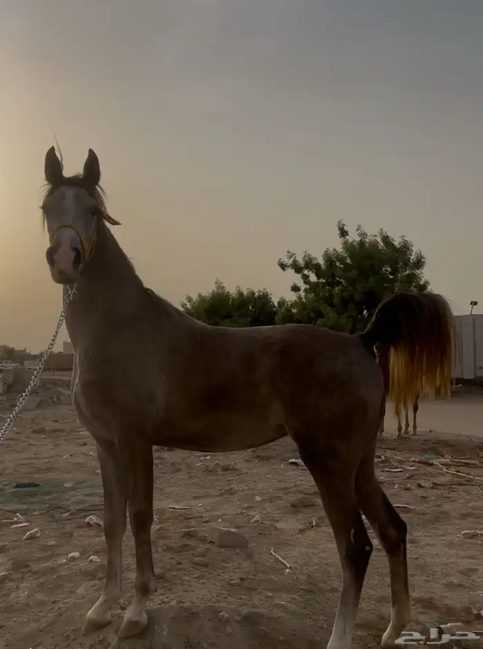 مهرة 0