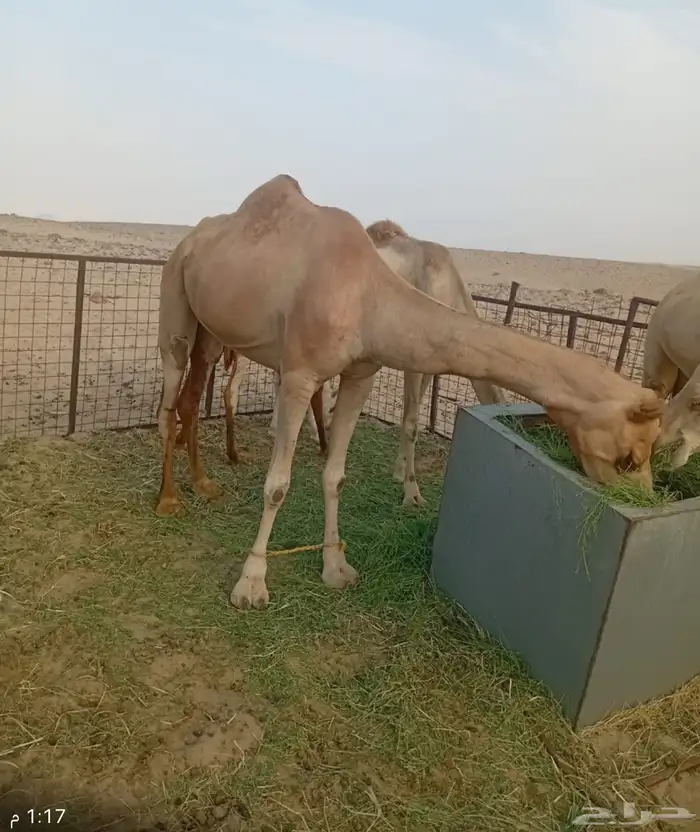 نياق حرار للبيع 1