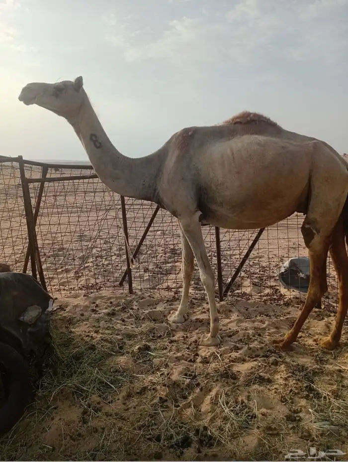 نياق حرار للبيع 3