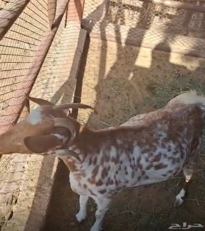معزاء جنوبية للبيع 1