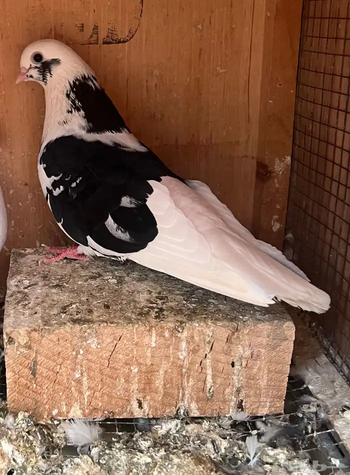 قطايف قنادي غرانيق 2