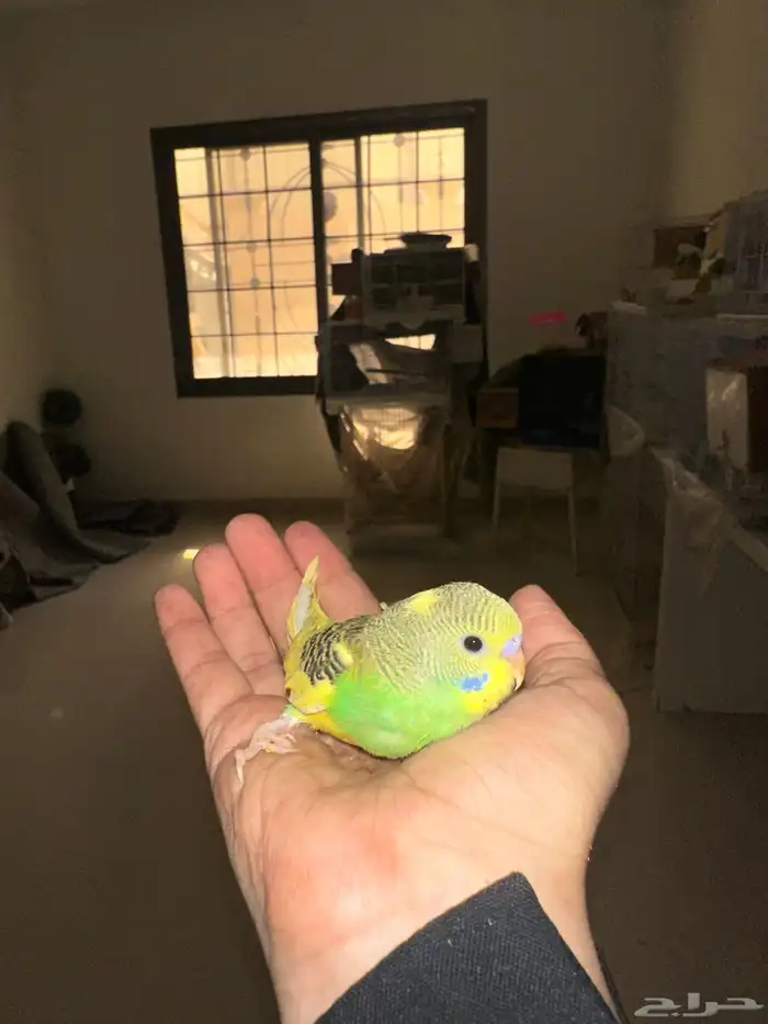 فروخ بادجي للبيع   انباعو 5