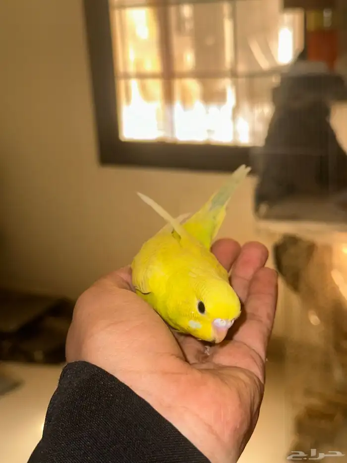 فروخ بادجي للبيع   انباعو 3