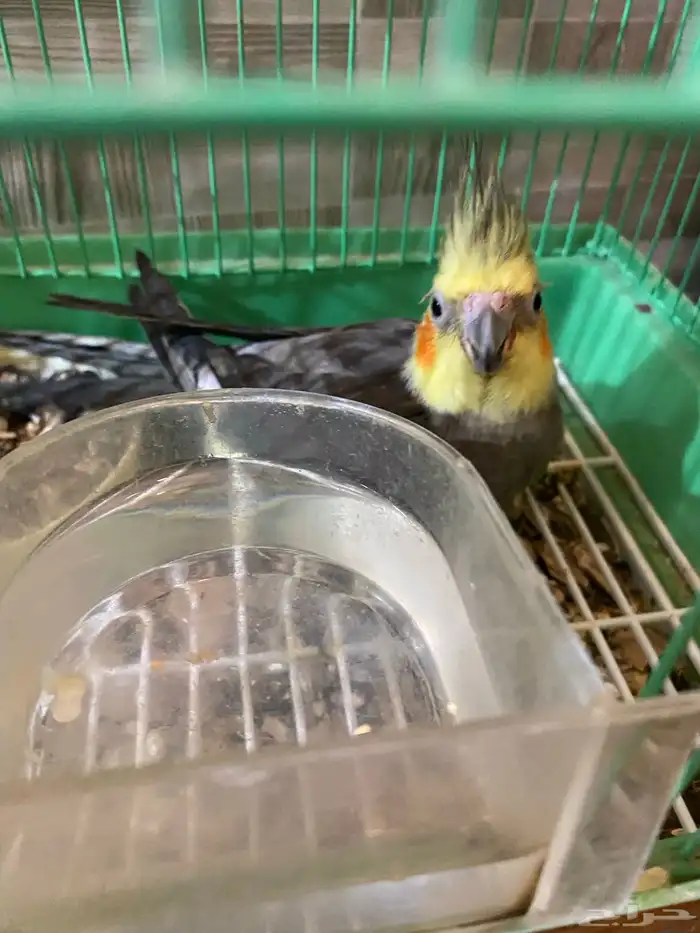 كروان كوكتيل مادري وش الي فيه نص اليف وحده من الاصبع مقطوعه 2