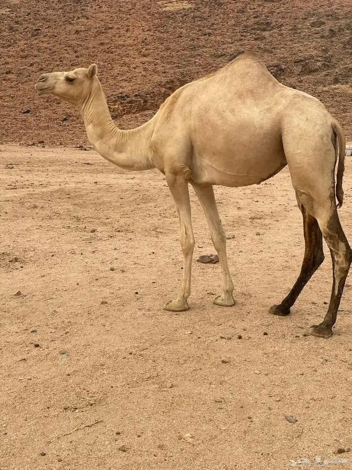 ناقه هجن شيخه 0