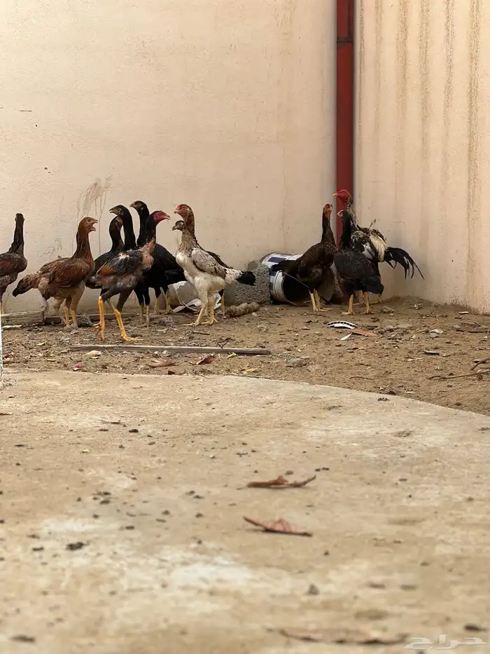 دجاج بكستاني 3