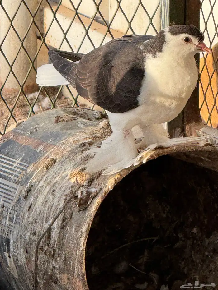 حمام شيرازي جوز 0