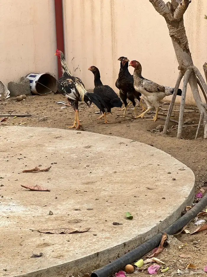 دجاج بكستاني 1