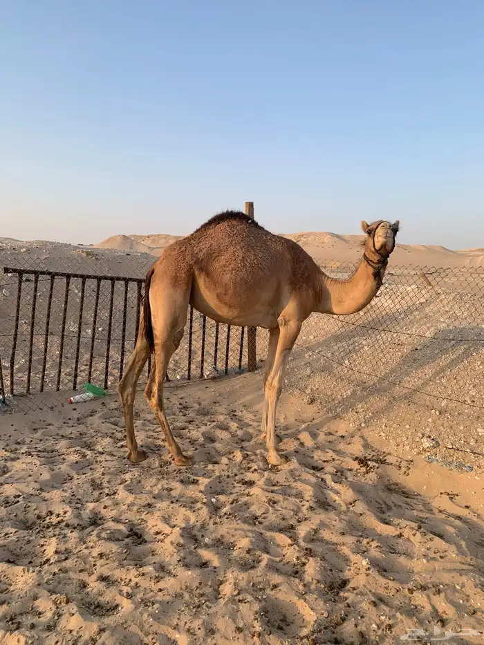 بكره عمانيه مقنوي 0