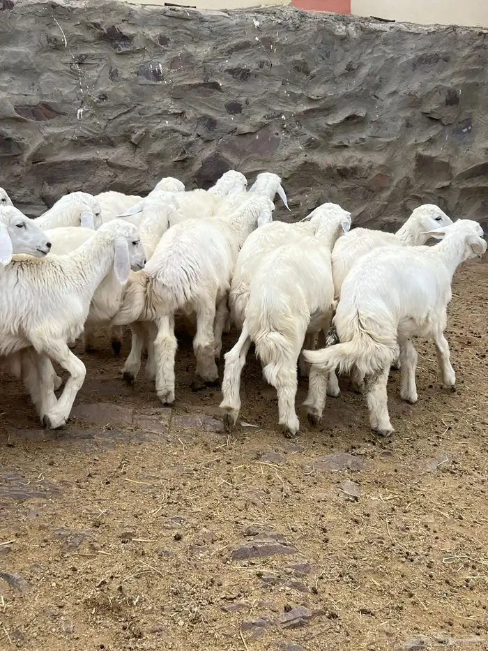 طليان 9