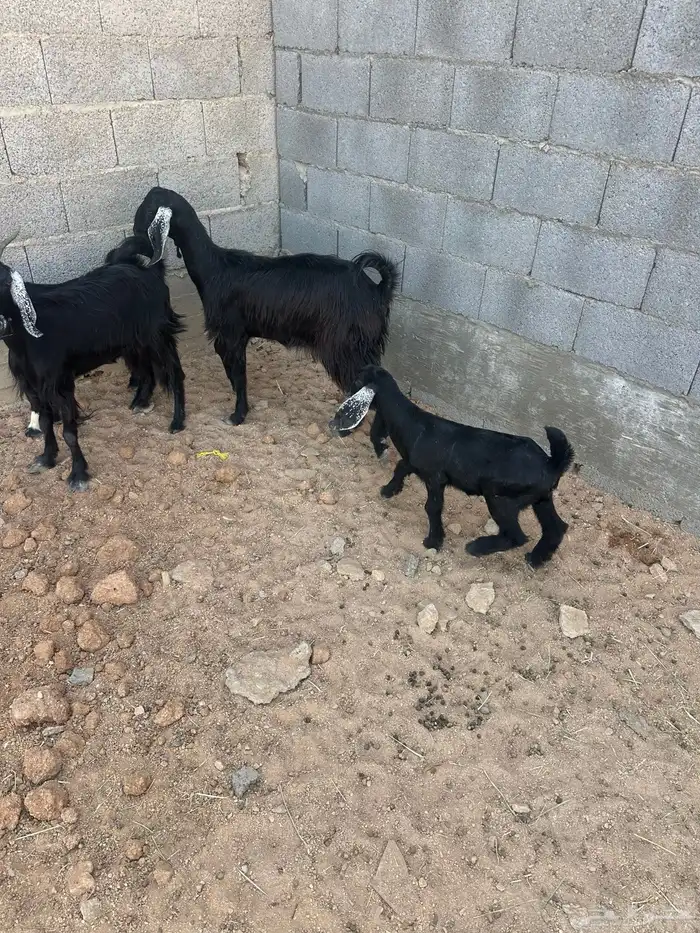 معزا متابيع 5