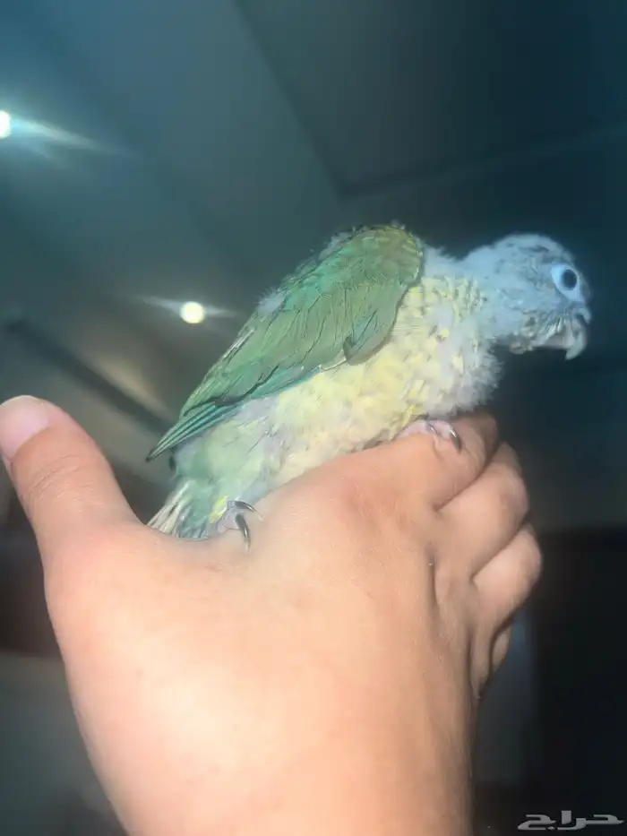 تركواز يلو سايد كنيور (انثى) 3