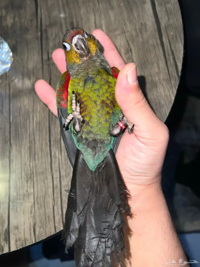 كريمسون كنيور (ذكر) 4