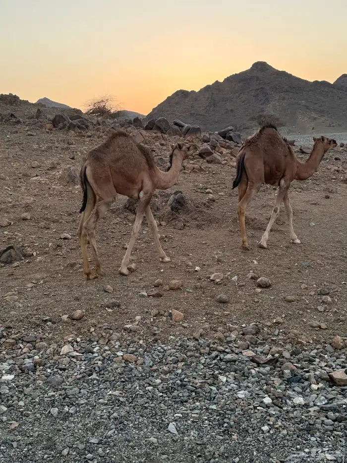 بكرتين للبيع 3
